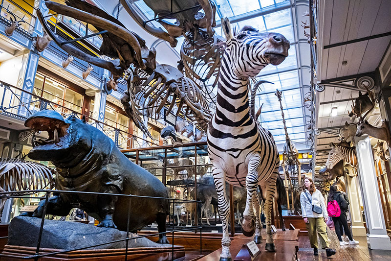 Natural History Museum Dublin – Virtual Tour Featured Photo