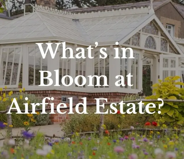 Airfield Estate Featured Photo