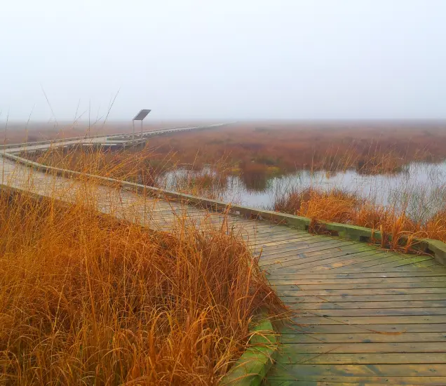 Clara Bog Nature Reserve Featured Photo