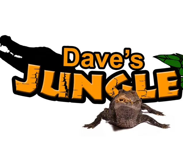 Dave's Jungle Featured Photo