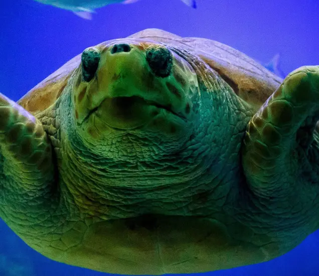 Dingle Oceanworld Featured Photo