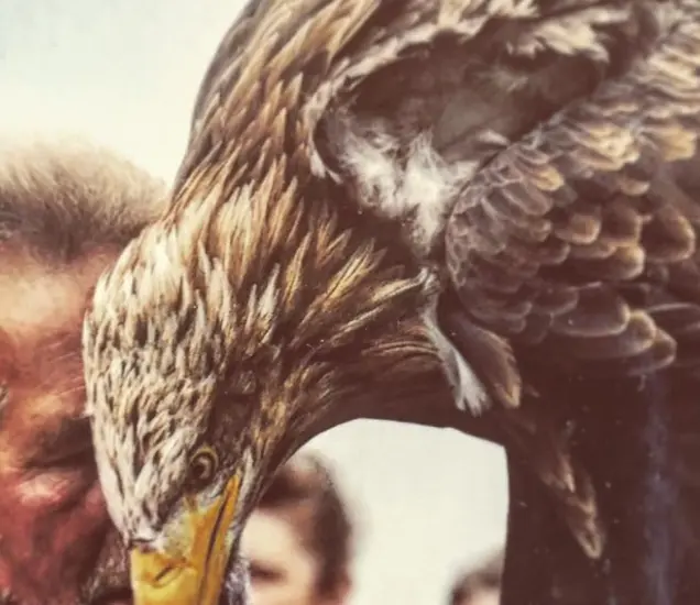 Eagles Flying Featured Photo