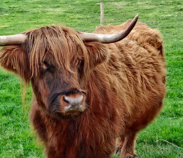 Fermanagh Fun Farm Featured Photo