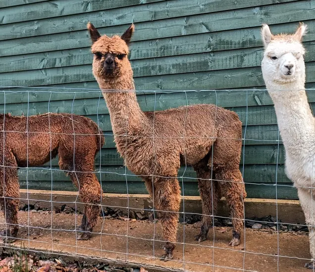 Fineoaks Alpacas Featured Photo