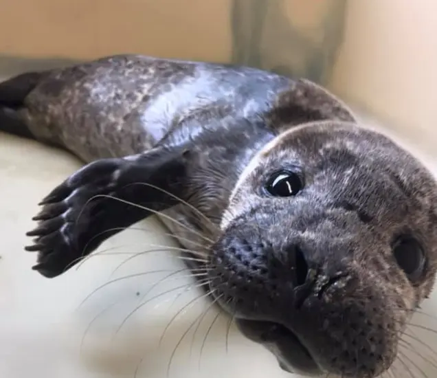 Seal Rescue Ireland Featured Photo