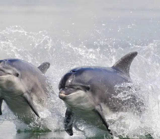 Shannon Dolphin and Wildlife Featured Photo