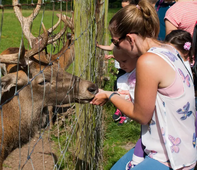 Streamvale Open Farm Featured Photo