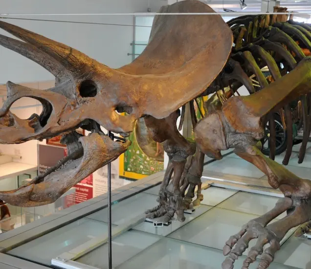 Ulster Museum Featured Photo